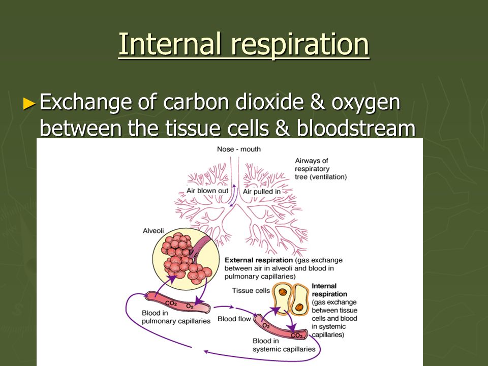 Internal respiration Exchange of carbon dioxide & oxygen between the tissue cells & bloodstream