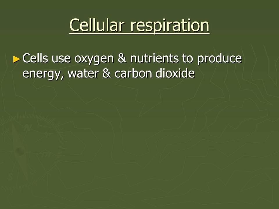 Cellular respiration Cells use oxygen & nutrients to produce energy, water & carbon dioxide