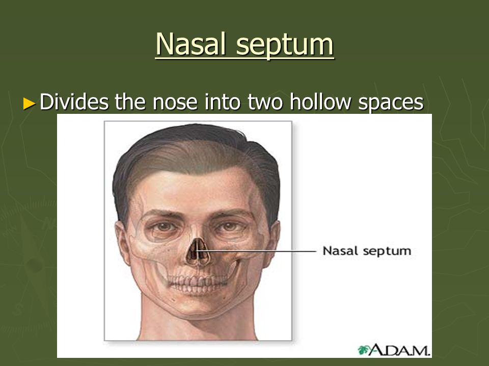 Nasal septum Divides the nose into two hollow spaces