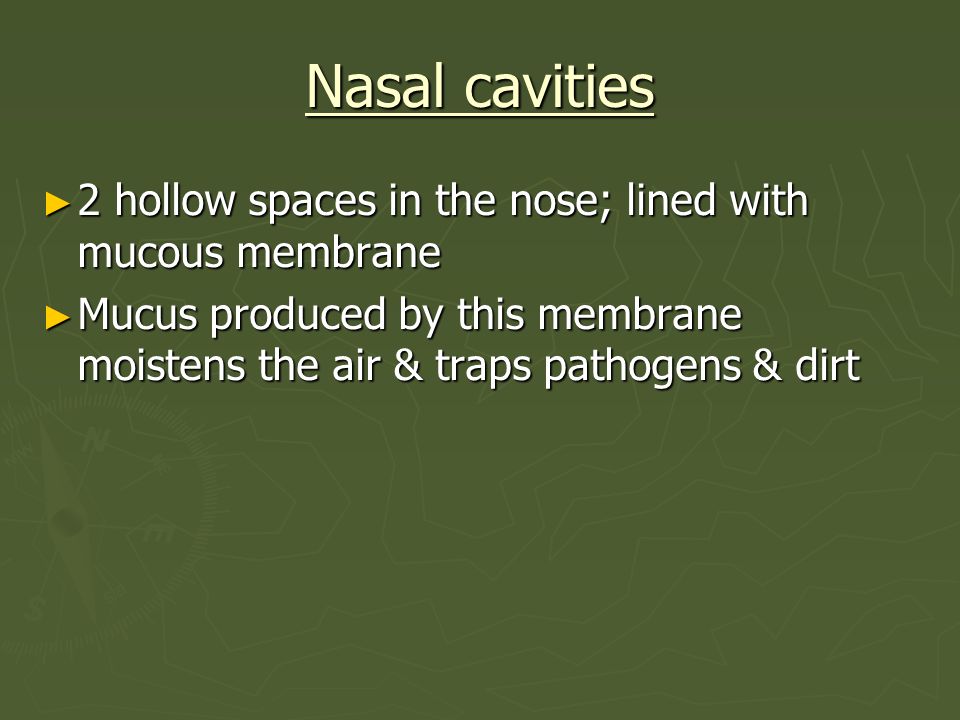 Nasal cavities 2 hollow spaces in the nose; lined with mucous membrane