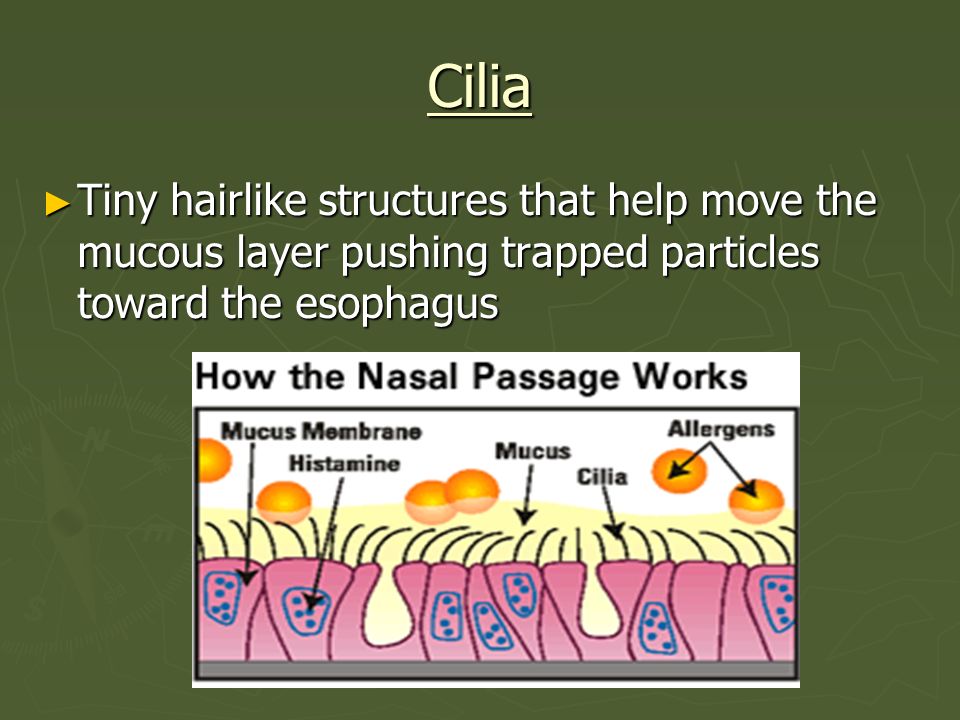 Cilia Tiny hairlike structures that help move the mucous layer pushing trapped particles toward the esophagus.