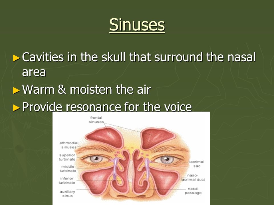 Sinuses Cavities in the skull that surround the nasal area