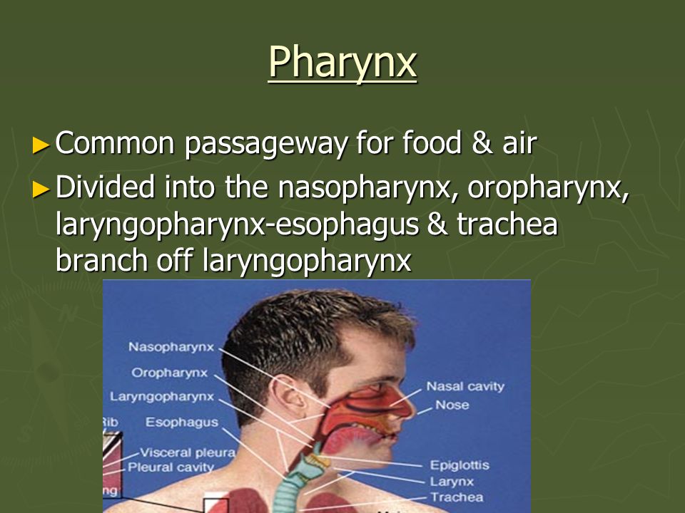 Pharynx Common passageway for food & air