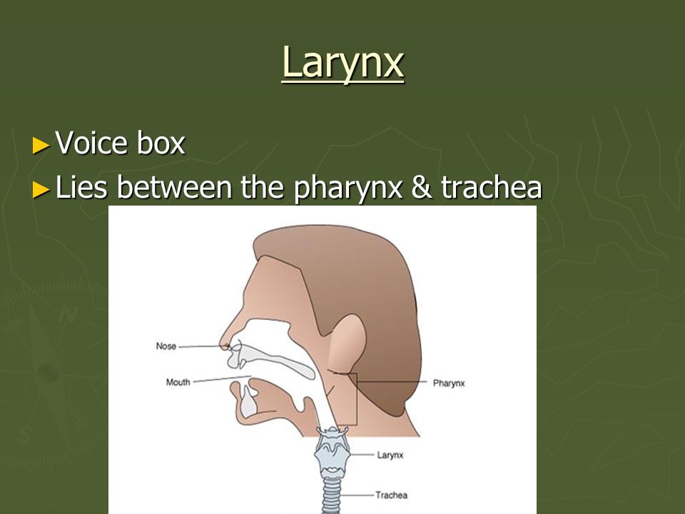 Larynx Voice box Lies between the pharynx & trachea
