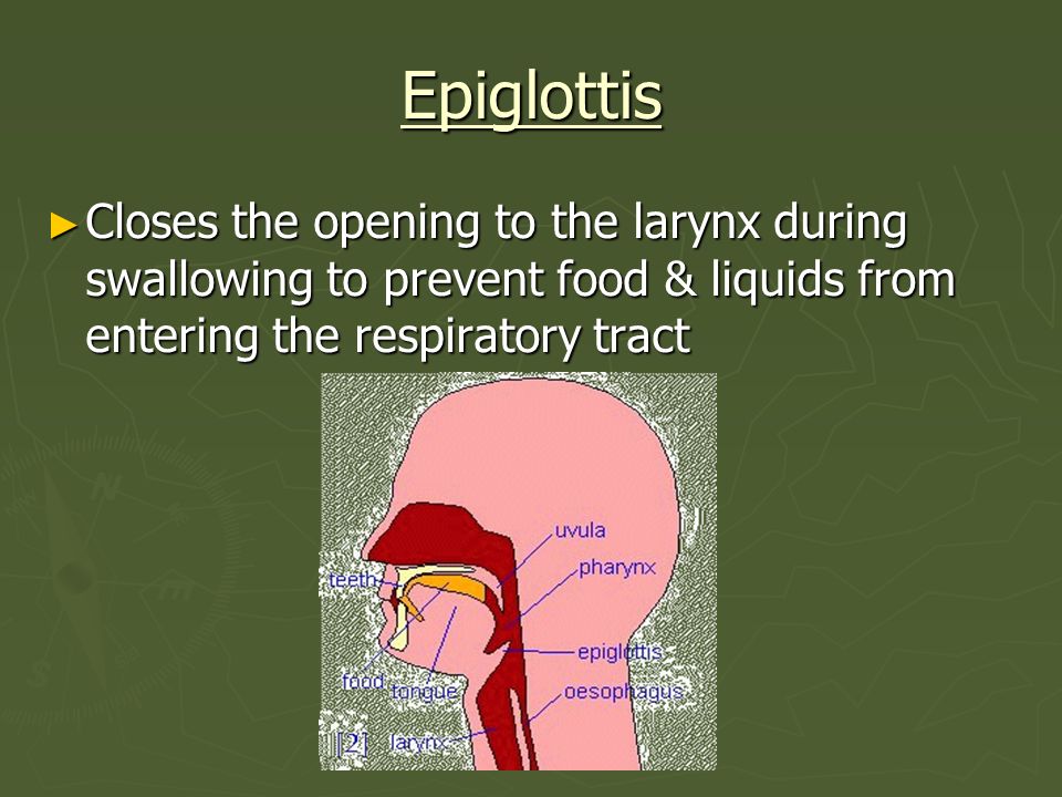 Epiglottis Closes the opening to the larynx during swallowing to prevent food & liquids from entering the respiratory tract.