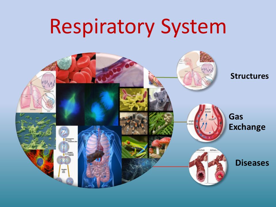 Respiratory System Structures Gas Exchange Diseases