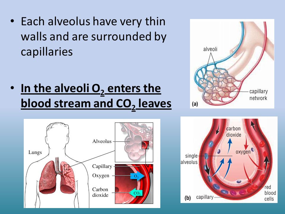 Each alveolus have very thin walls and are surrounded by capillaries