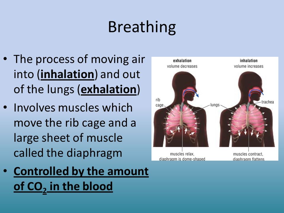Breathing The process of moving air into (inhalation) and out of the lungs (exhalation)