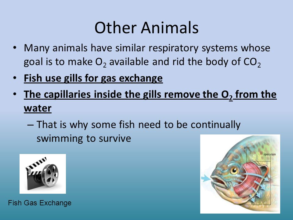 Other Animals Many animals have similar respiratory systems whose goal is to make O2 available and rid the body of CO2.