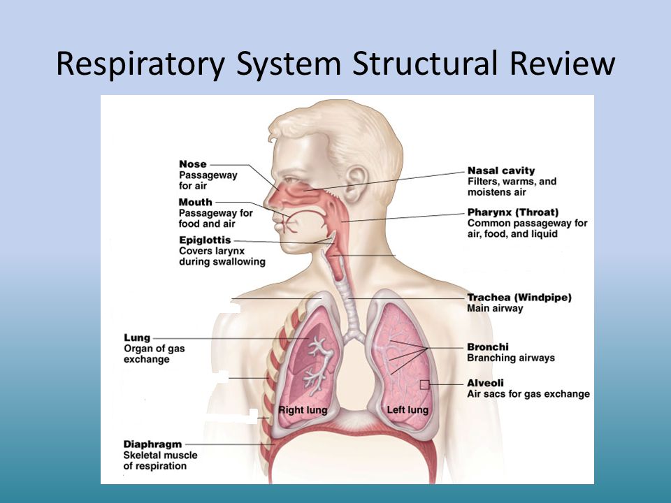 Respiratory System Structural Review