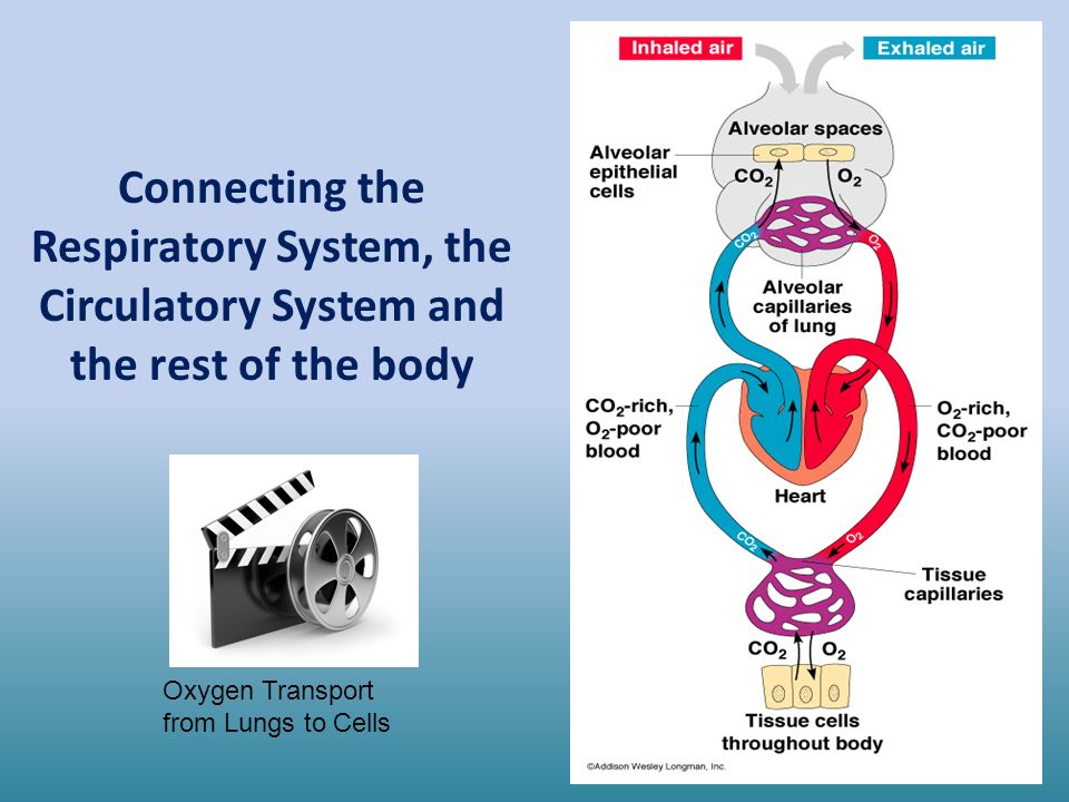 Connecting the Respiratory System, the Circulatory System and the rest of the body