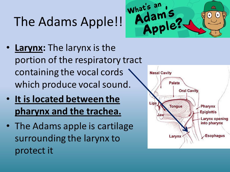 The Adams Apple!! Larynx: The larynx is the portion of the respiratory tract containing the vocal cords which produce vocal sound.