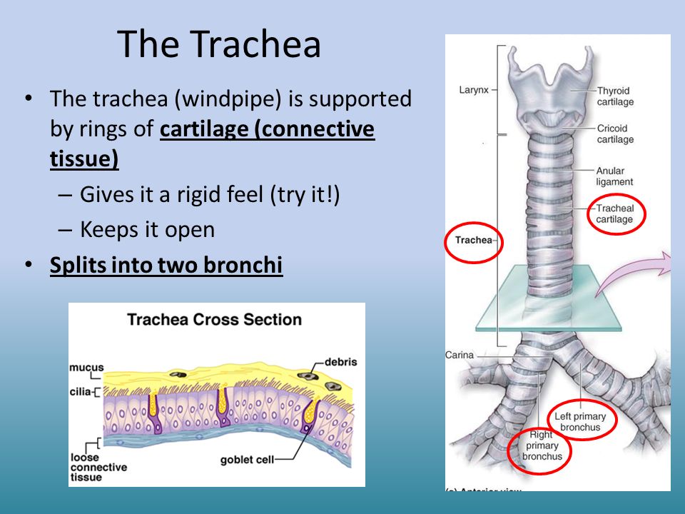 The Trachea The trachea (windpipe) is supported by rings of cartilage (connective tissue) Gives it a rigid feel (try it!)