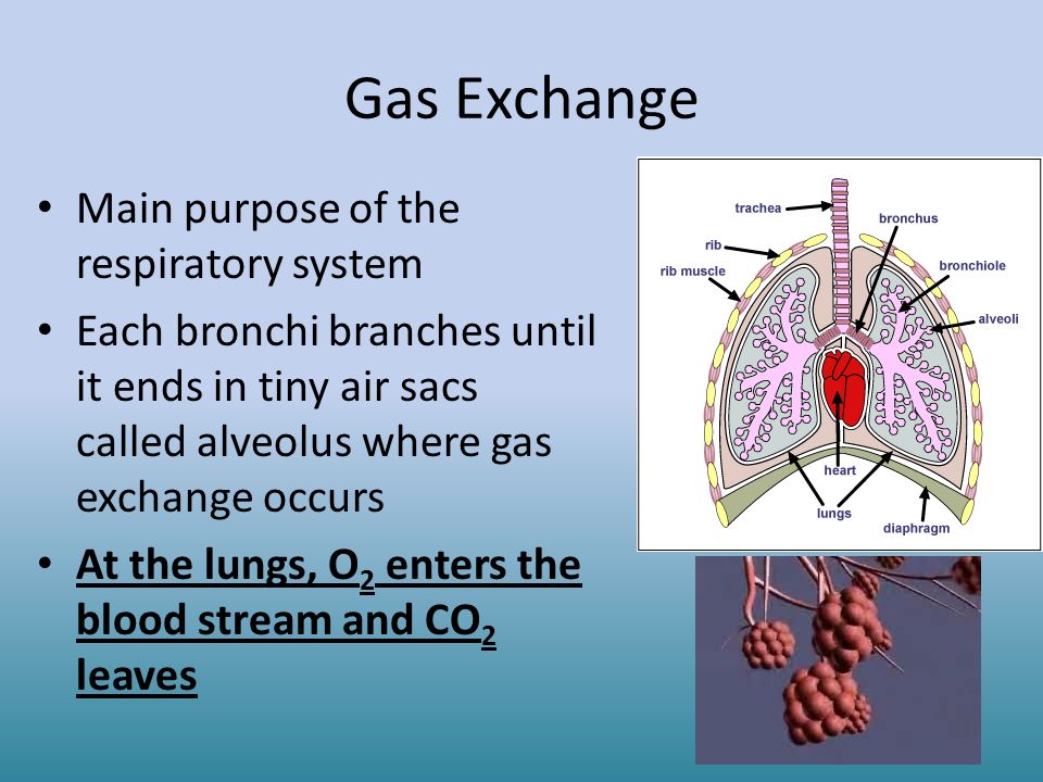 Gas Exchange Main purpose of the respiratory system