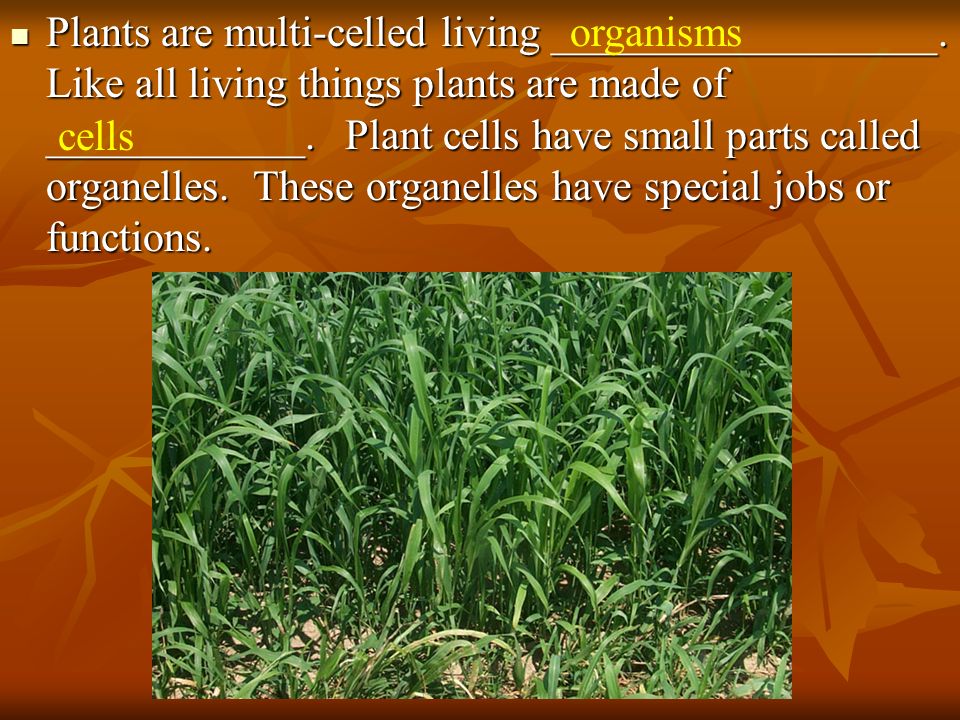 Plants are multi-celled living __________________
