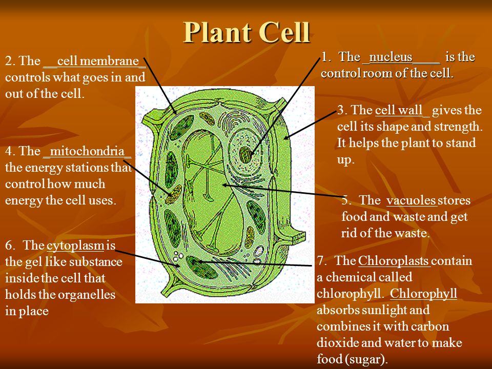 Plant Cell 1. The _nucleus____ is the control room of the cell.