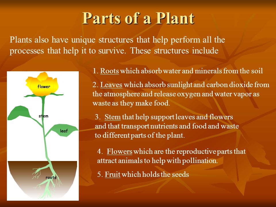 Parts of a Plant Plants also have unique structures that help perform all the processes that help it to survive. These structures include.