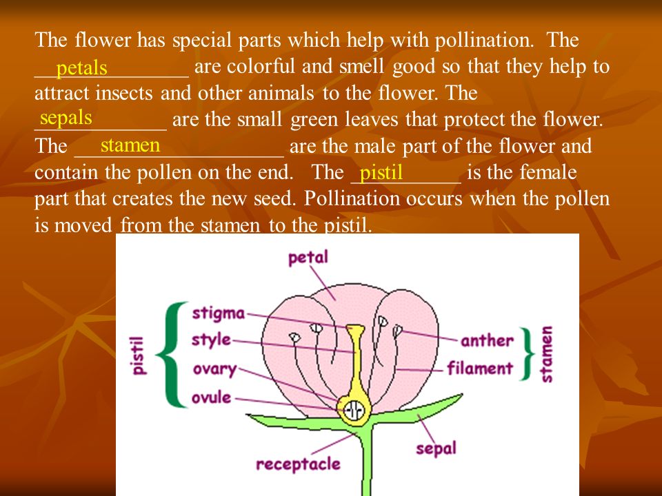 The flower has special parts which help with pollination