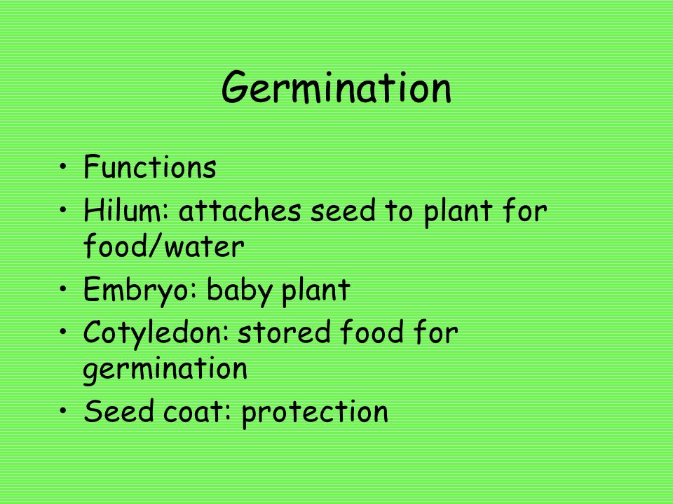 Germination Functions Hilum: attaches seed to plant for food/water