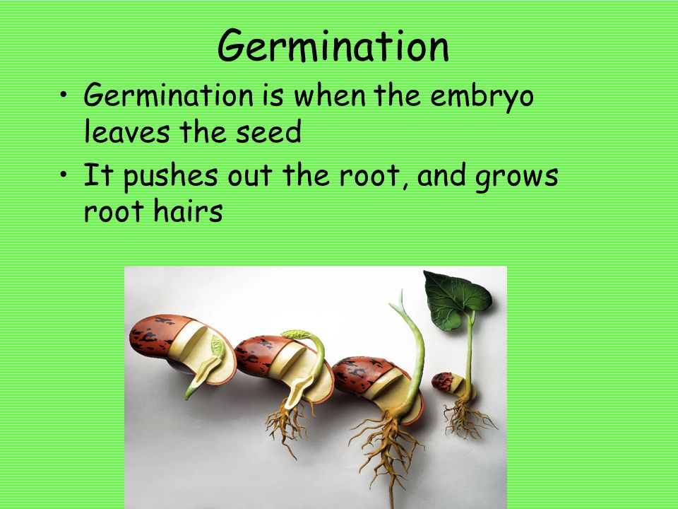Germination Germination is when the embryo leaves the seed