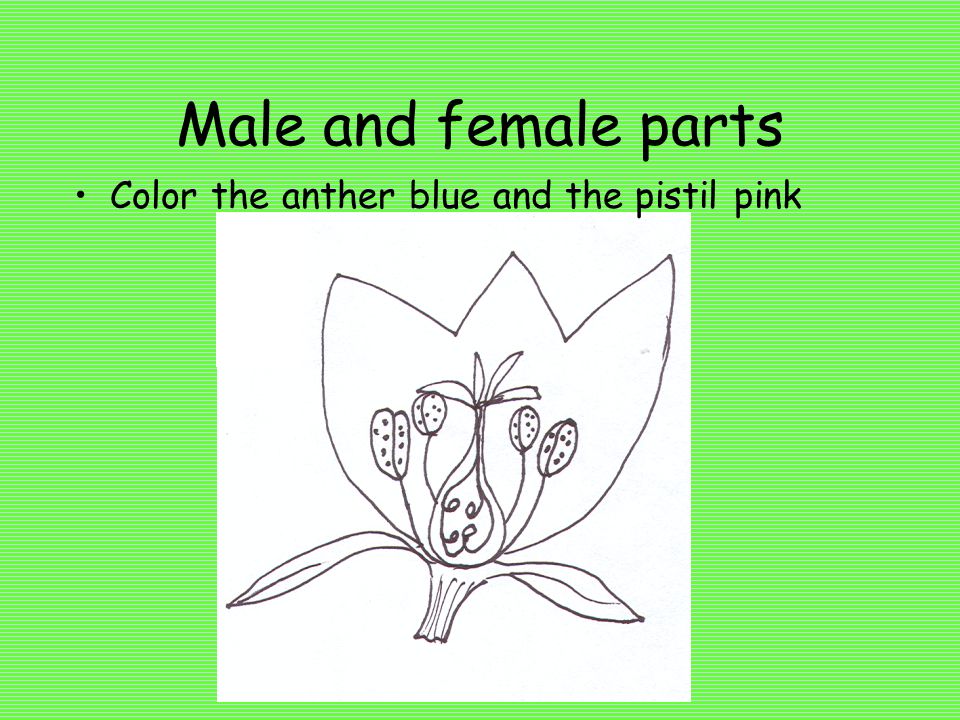 Male and female parts Color the anther blue and the pistil pink