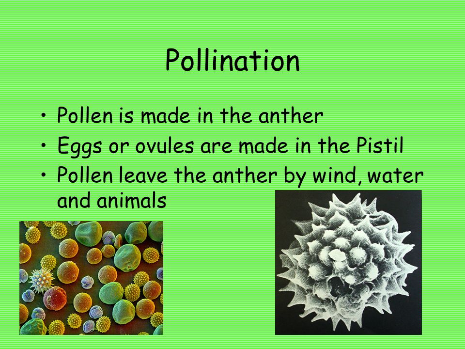 Pollination Pollen is made in the anther
