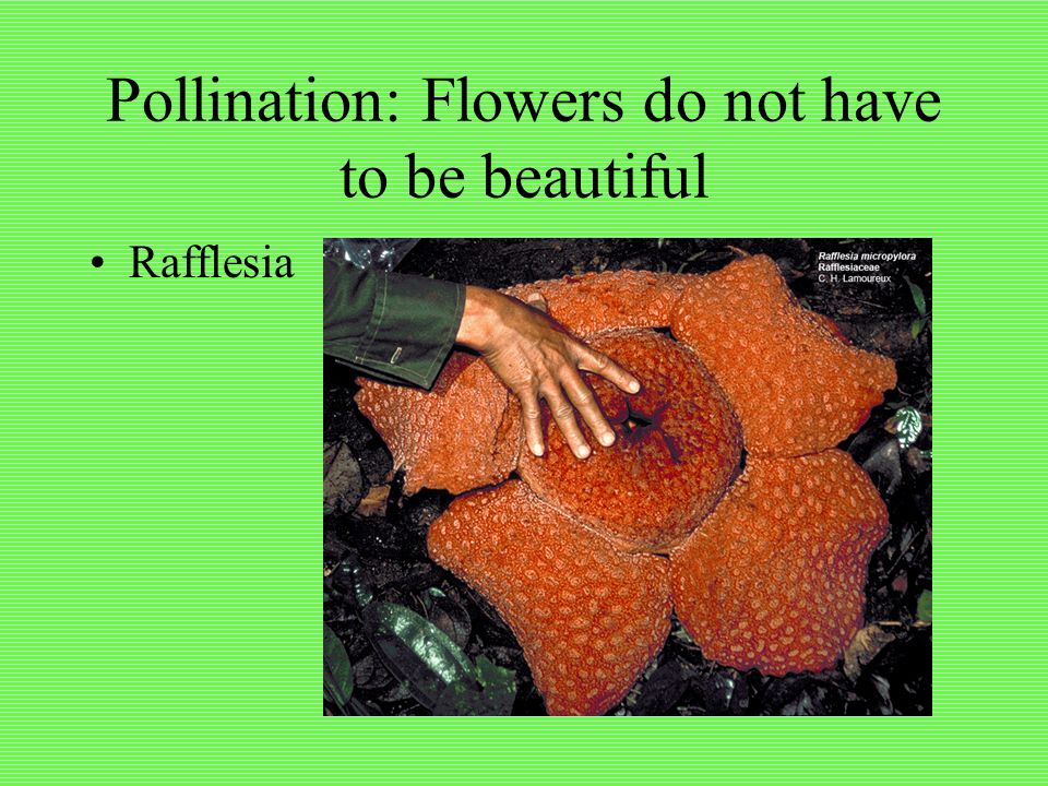Pollination: Flowers do not have to be beautiful