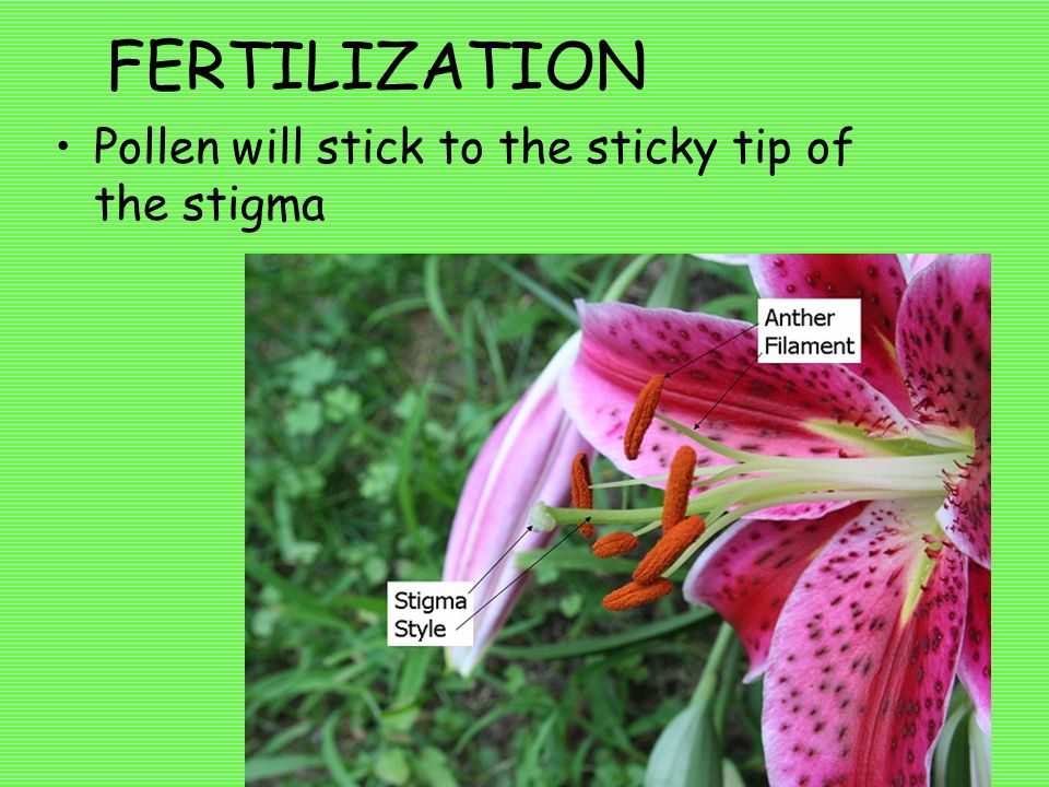 FERTILIZATION Pollen will stick to the sticky tip of the stigma
