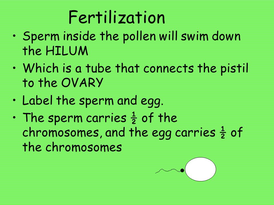 Fertilization Sperm inside the pollen will swim down the HILUM