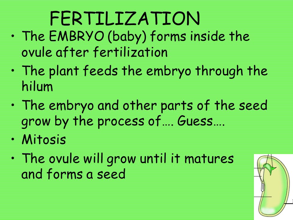 FERTILIZATION The EMBRYO (baby) forms inside the ovule after fertilization. The plant feeds the embryo through the hilum.