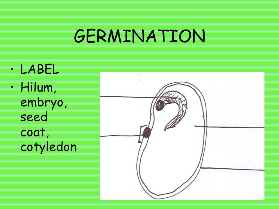 GERMINATION LABEL Hilum, embryo, seed coat, cotyledon