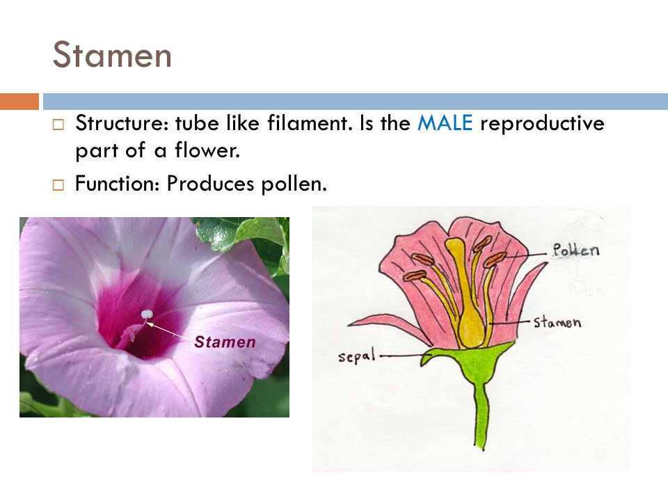 Stamen Structure: tube like filament. Is the MALE reproductive part of a flower.
