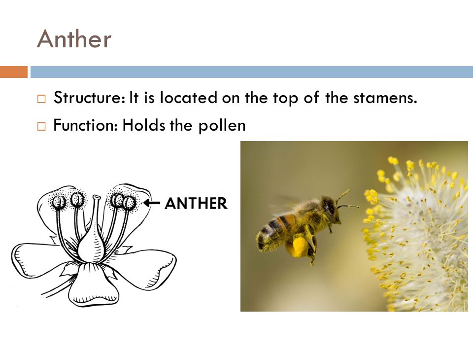 Anther Structure: It is located on the top of the stamens.