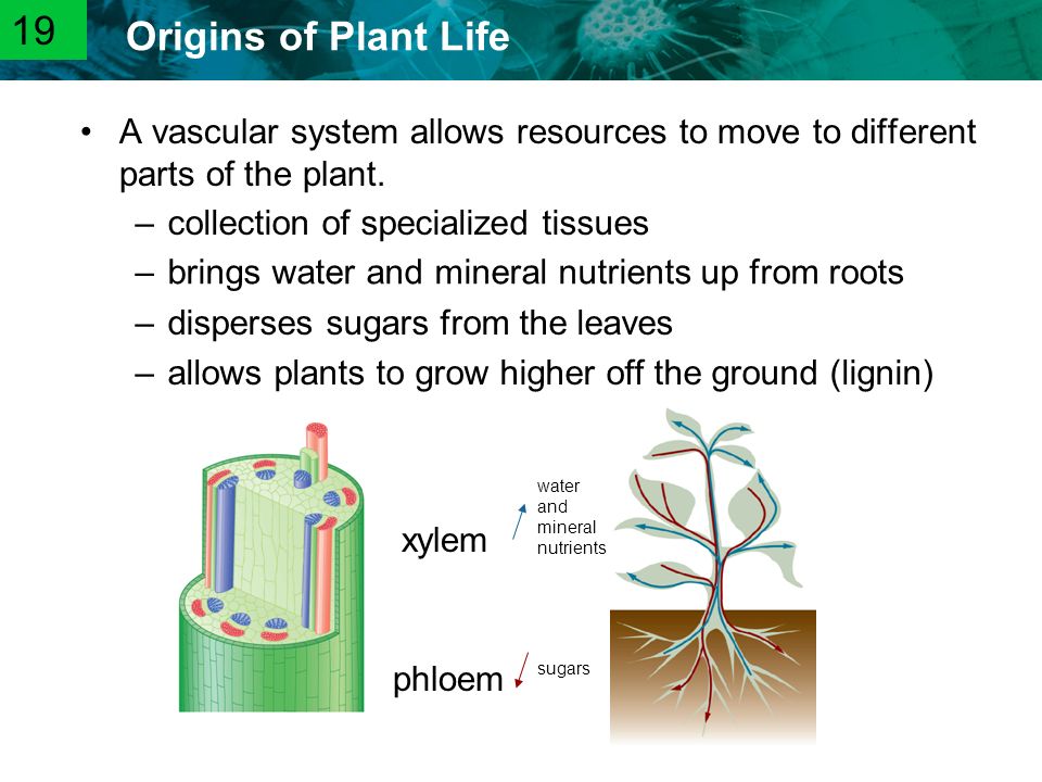 19 A vascular system allows resources to move to different parts of the plant. collection of specialized tissues.