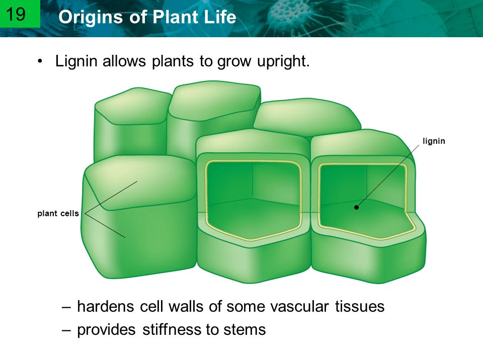 19 Lignin allows plants to grow upright.