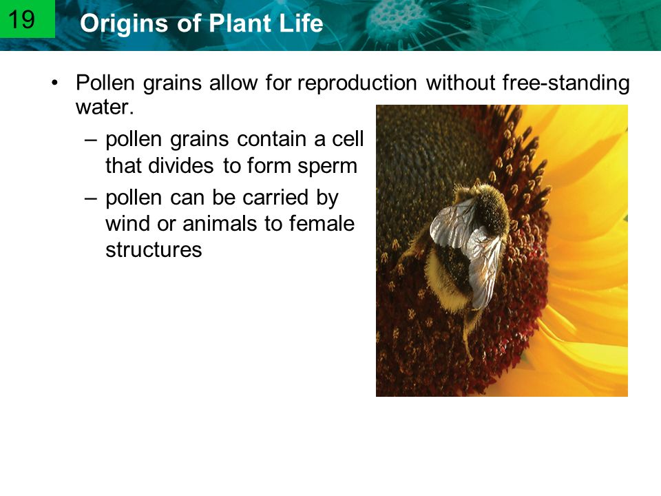 19 Pollen grains allow for reproduction without free-standing water.