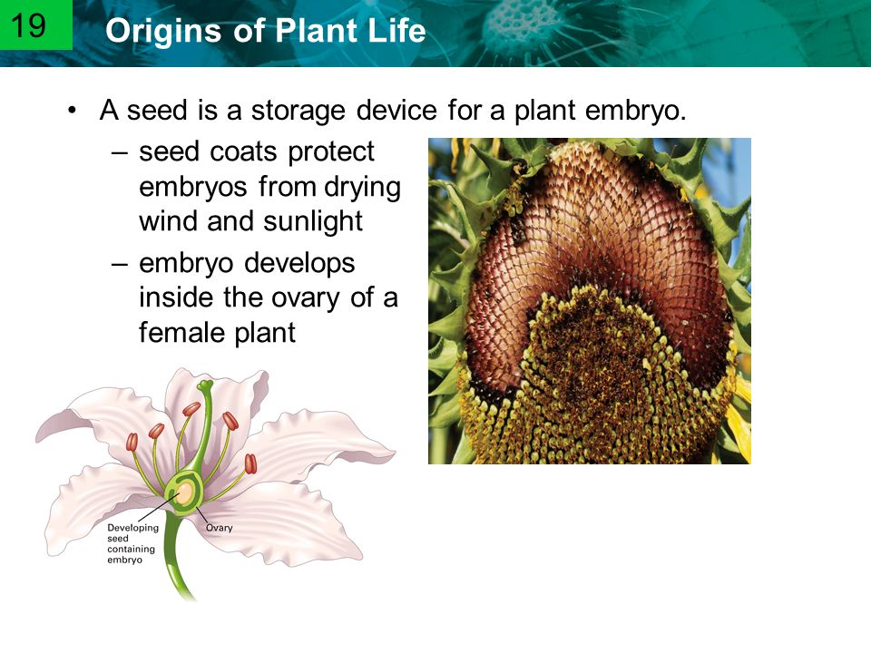 19 A seed is a storage device for a plant embryo.
