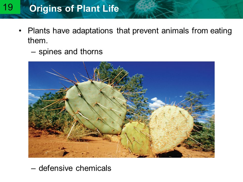 19 Plants have adaptations that prevent animals from eating them.