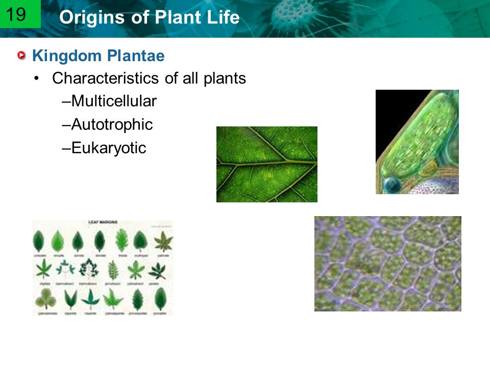 19 Kingdom Plantae Characteristics of all plants Multicellular