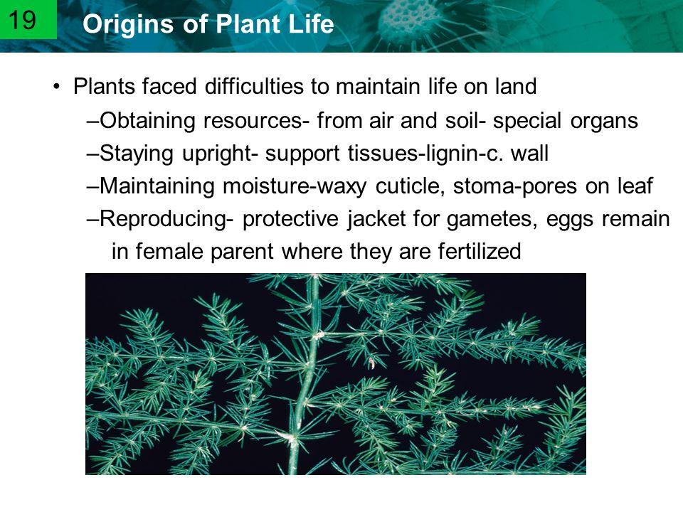 19 Plants faced difficulties to maintain life on land