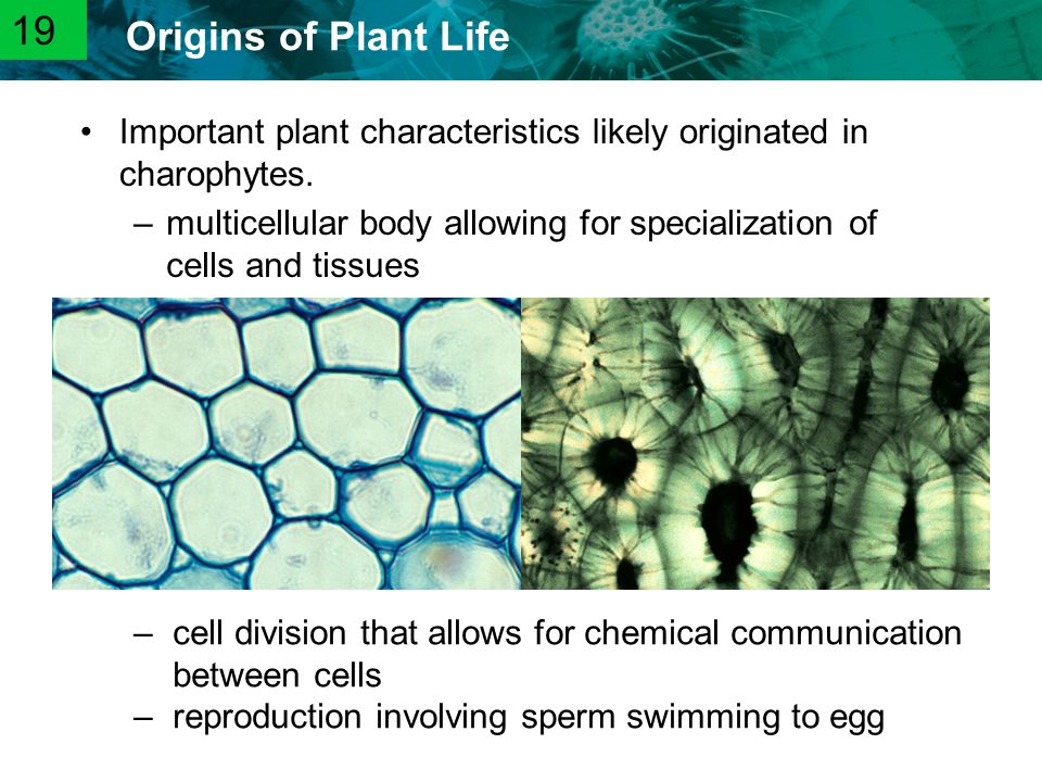 19 Important plant characteristics likely originated in charophytes.