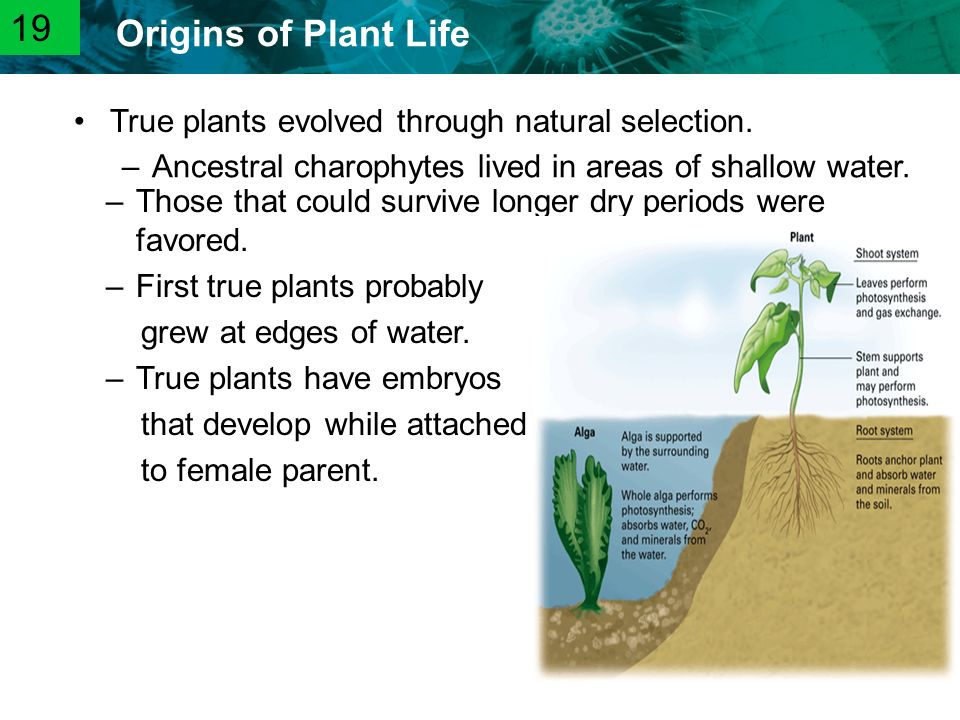 19 True plants evolved through natural selection.