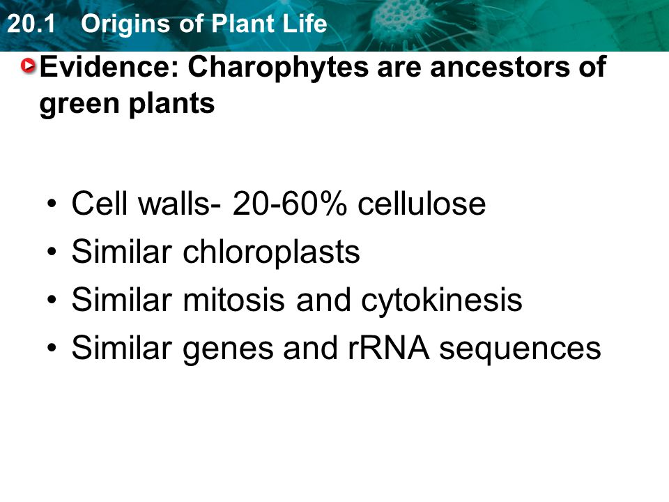 Evidence: Charophytes are ancestors of green plants