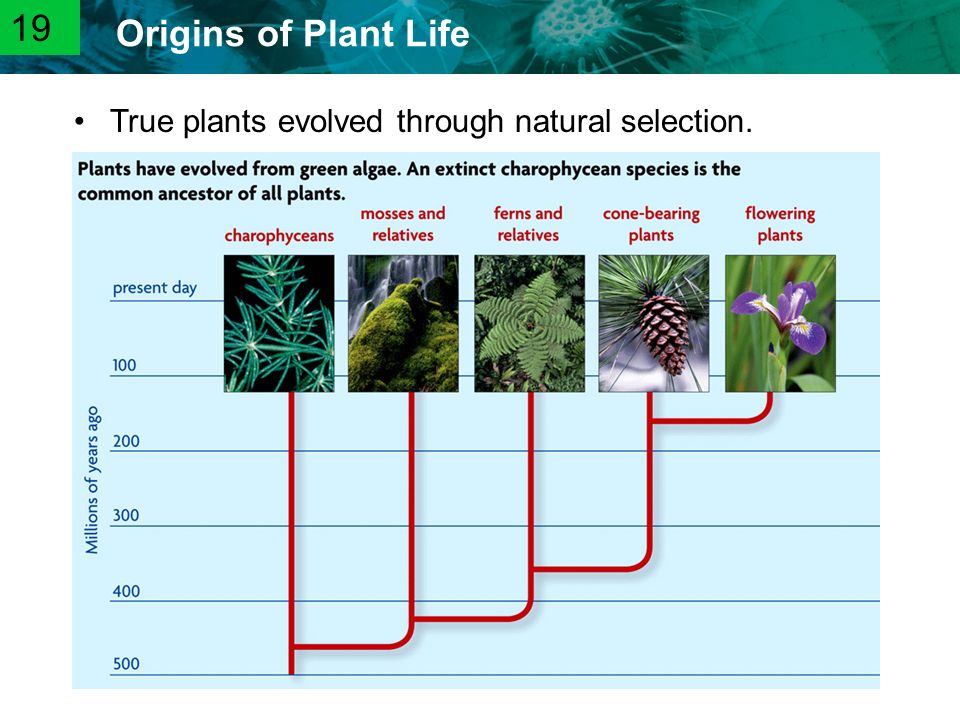 19 True plants evolved through natural selection.