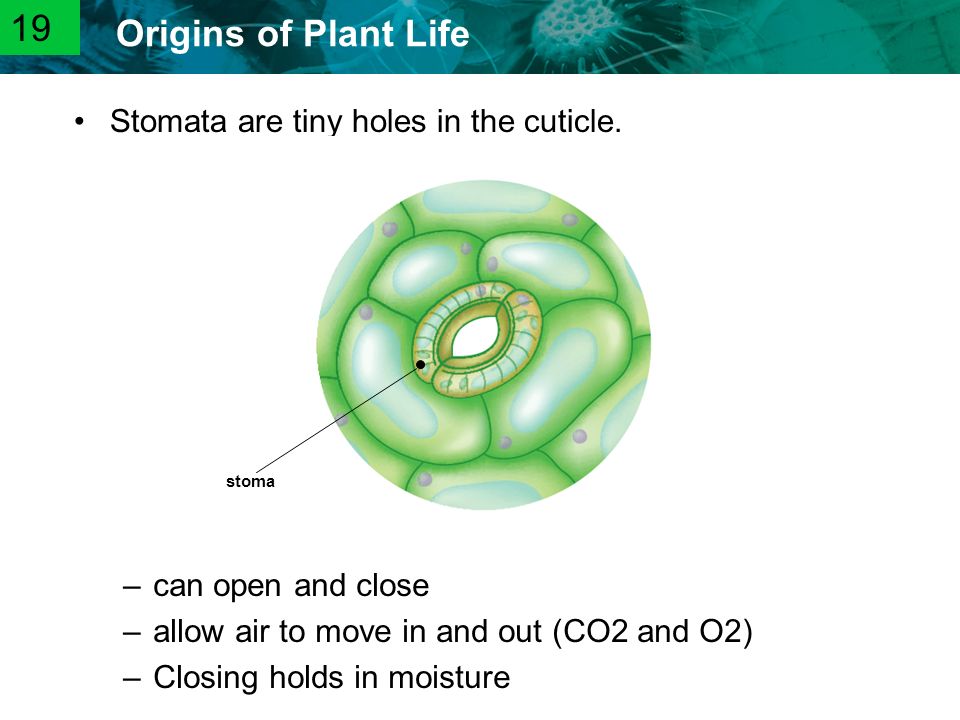 19 Stomata are tiny holes in the cuticle. can open and close