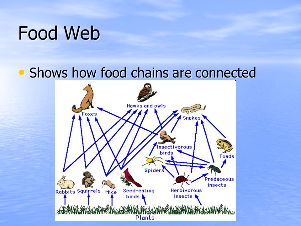 Food Web Shows how food chains are connected