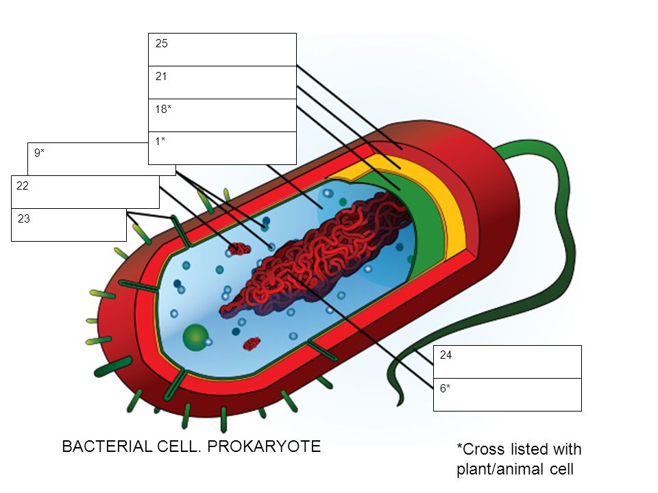 BACTERIAL CELL. PROKARYOTE *Cross listed with plant/animal cell