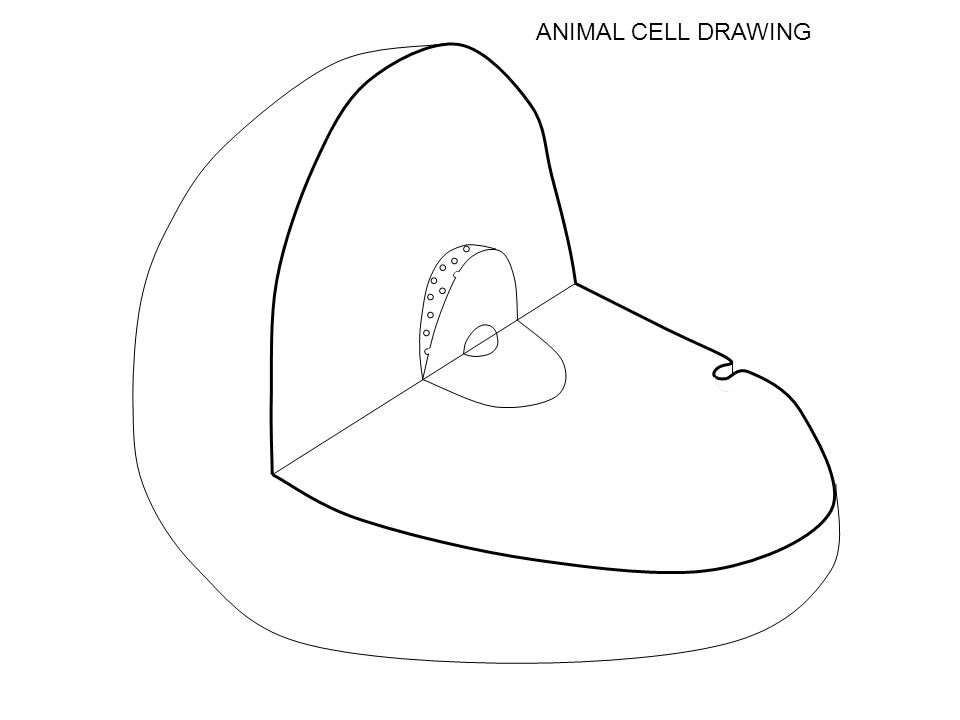 ANIMAL CELL DRAWING