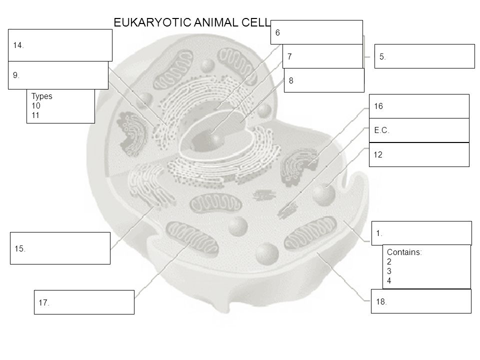 EUKARYOTIC ANIMAL CELL