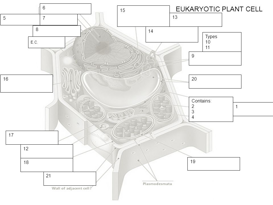 EUKARYOTIC PLANT CELL Types Contains: 2